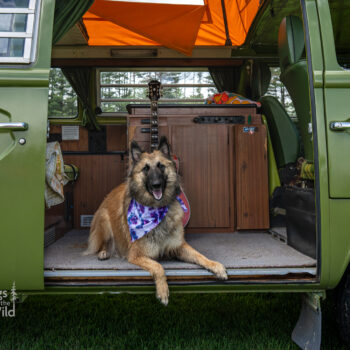 vw camper van, dog photography by mike hosier