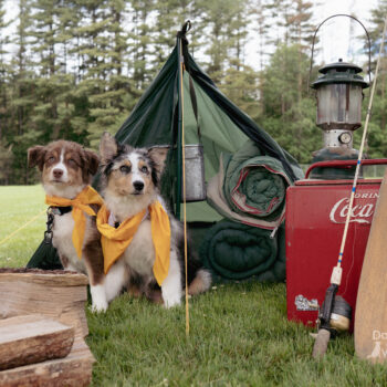 puppies, vintage camping scene, dog photography in Saratoga ny