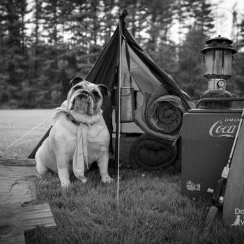 bulldog, vintage camping scene, dog photography in Saratoga ny