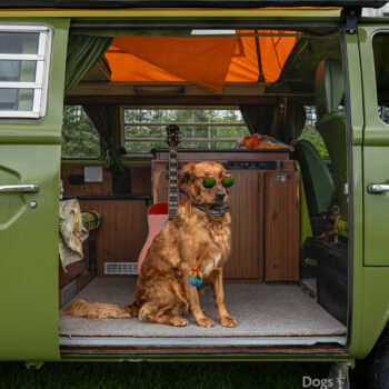vw camper van, dog photography by mike hosier