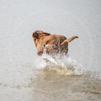 hunt test photography by mike hosier