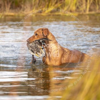 hunt test photography by mike hosier