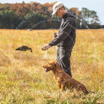 hunt test photography by mike hosier