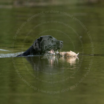 hunt test photography by Mike hosier