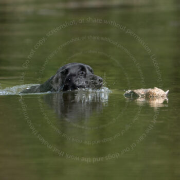 hunt test photography by Mike hosier