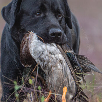 hunt test photography by Mike hosier