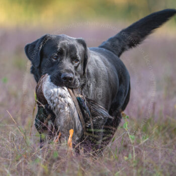 hunt test photography by Mike hosier