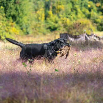 hunt test photography by Mike hosier