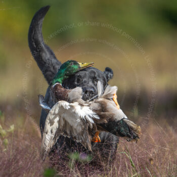 hunt test photography by Mike hosier