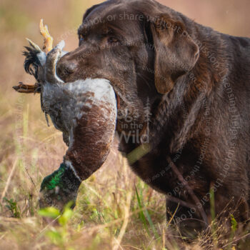 hunt test photography by mike hosier