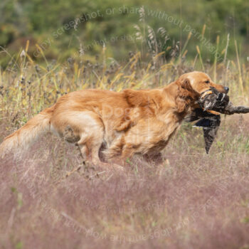hunt test photography by mike hosier