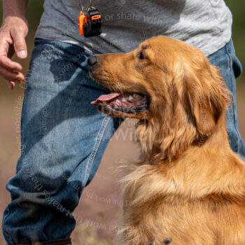hunt test photography by mike hosier