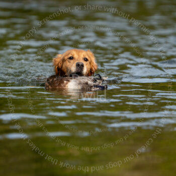 hunt test photography by mike hosier