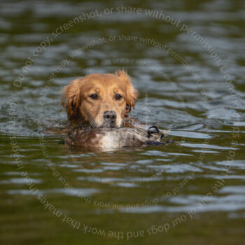 hunt test photography by mike hosier