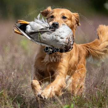 hunt test photography by mike hosier