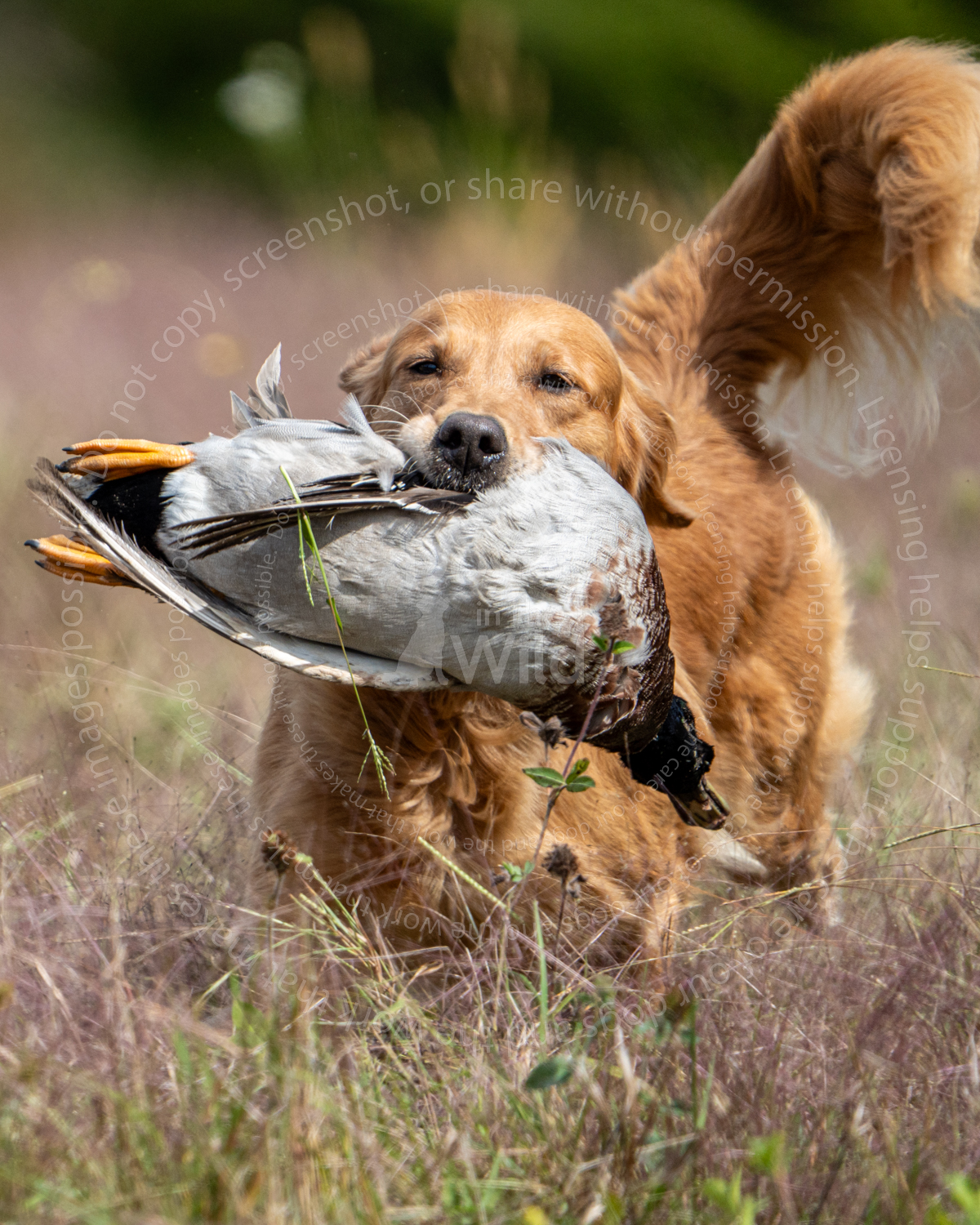 hunt test photography by mike hosier