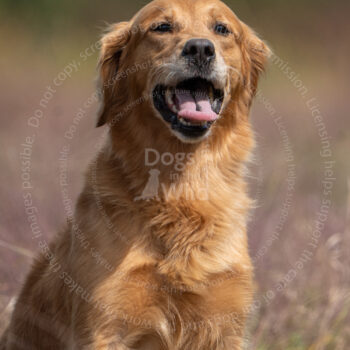 hunt test photography by mike hosier