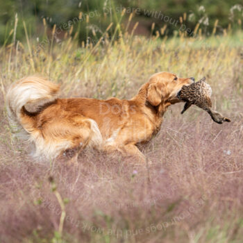 hunt test photography by mike hosier