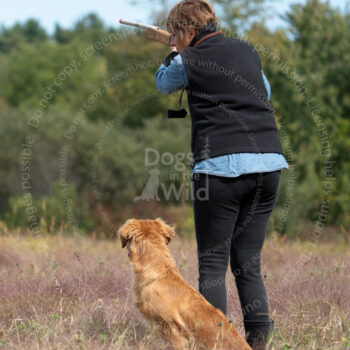 hunt test photography by mike hosier