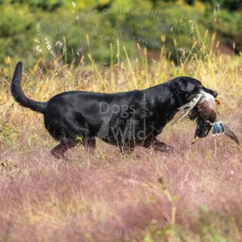 hunt test photography by mike hosier