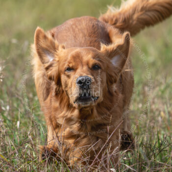hunt test photography by Mike hosier