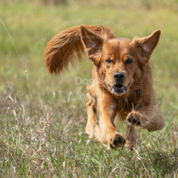 hunt test photography by Mike hosier