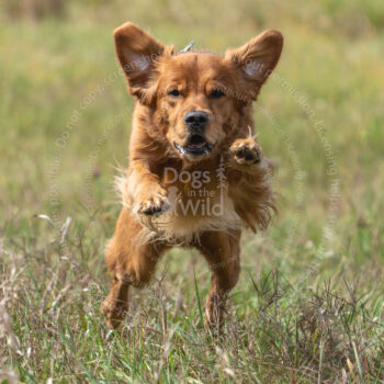 hunt test photography by Mike hosier
