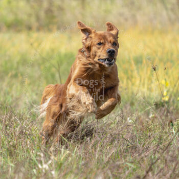 hunt test photography by Mike hosier