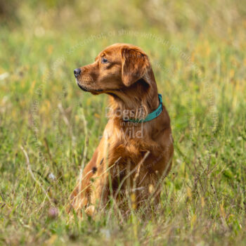 hunt test photography by Mike hosier