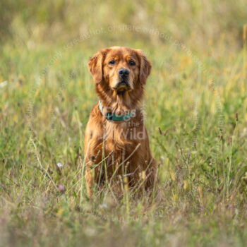hunt test photography by Mike hosier