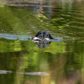 hunt test photography by Mike hosier