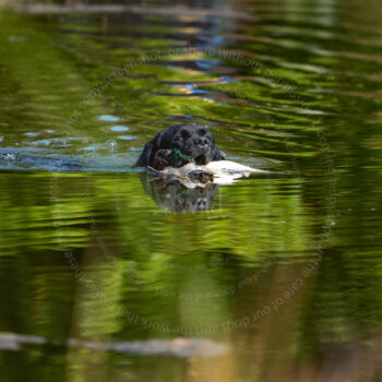 hunt test photography by Mike hosier