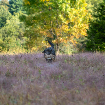 hunt test photography by Mike hosier