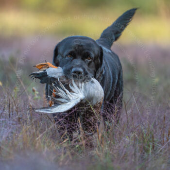 hunt test photography by Mike hosier