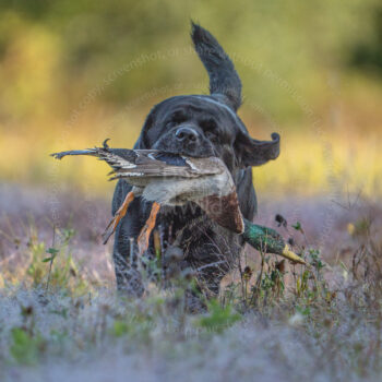 hunt test photography by Mike hosier