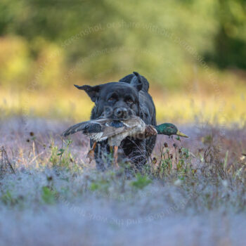 hunt test photography by Mike hosier
