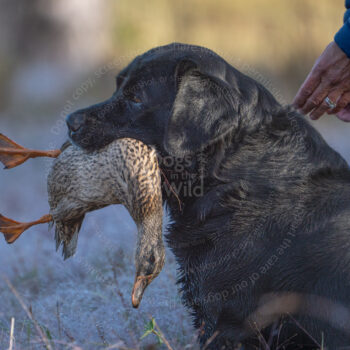 hunt test photography by Mike hosier