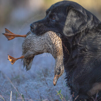 hunt test photography by Mike hosier