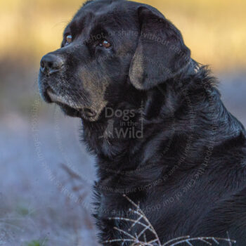 hunt test photography by Mike hosier