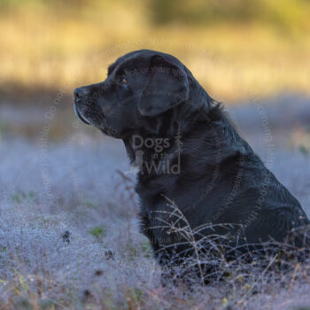 hunt test photography by Mike hosier
