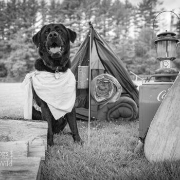 labrador retriever, vintage camping scene, dog photography in Saratoga ny