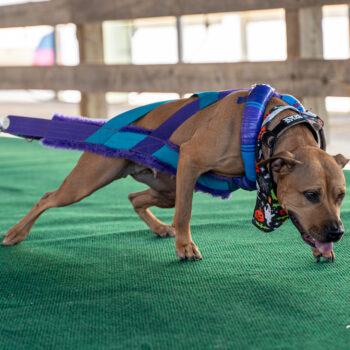 UKC Eastern Classic Photography