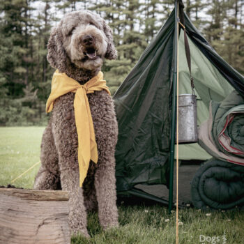 vintage camping scene, dog photography in Saratoga ny