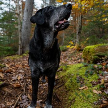 senior dog photography, upstate NY