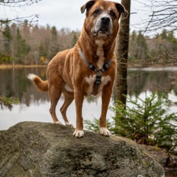 upstate NY dog photography
