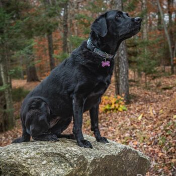 black lab dog photography, upstate NY