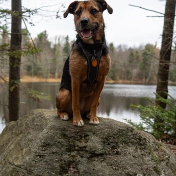 upstate NY rescue dog photographer