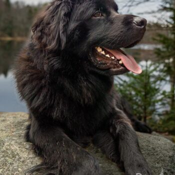 upstate NY dog photographer, Newfoundland