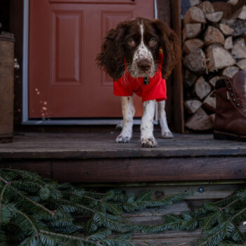 Christmas dog photography, upstate NY