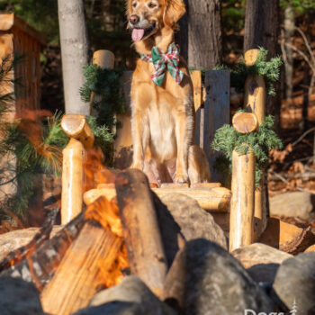 Christmas dog photography, upstate NY